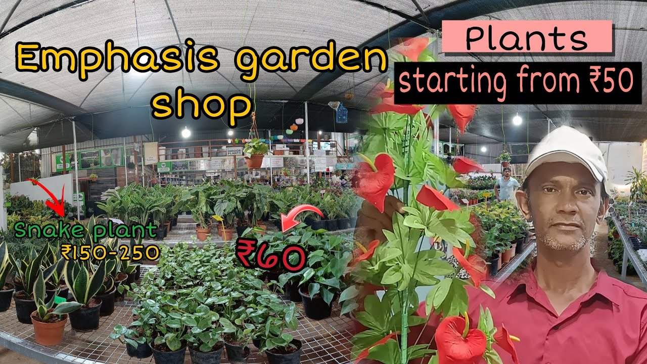 Wholesale Nursery plant 🪴🥺|| Emphasis Garden Shop #syedibrahimvlogs #emphasis #nursery