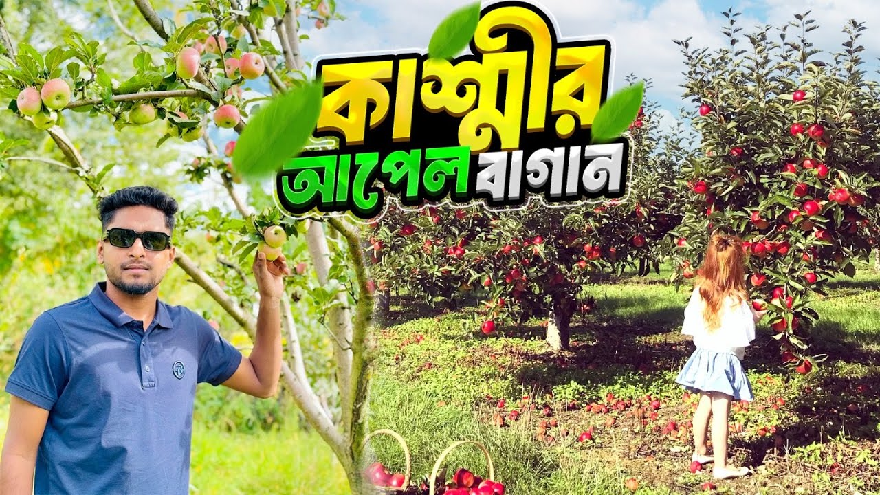 কাশ্মীরের বিখ্যাত আপেল বাগান  ll Apple Garden In Kashmir l Visit Apple garden in Kashmir l