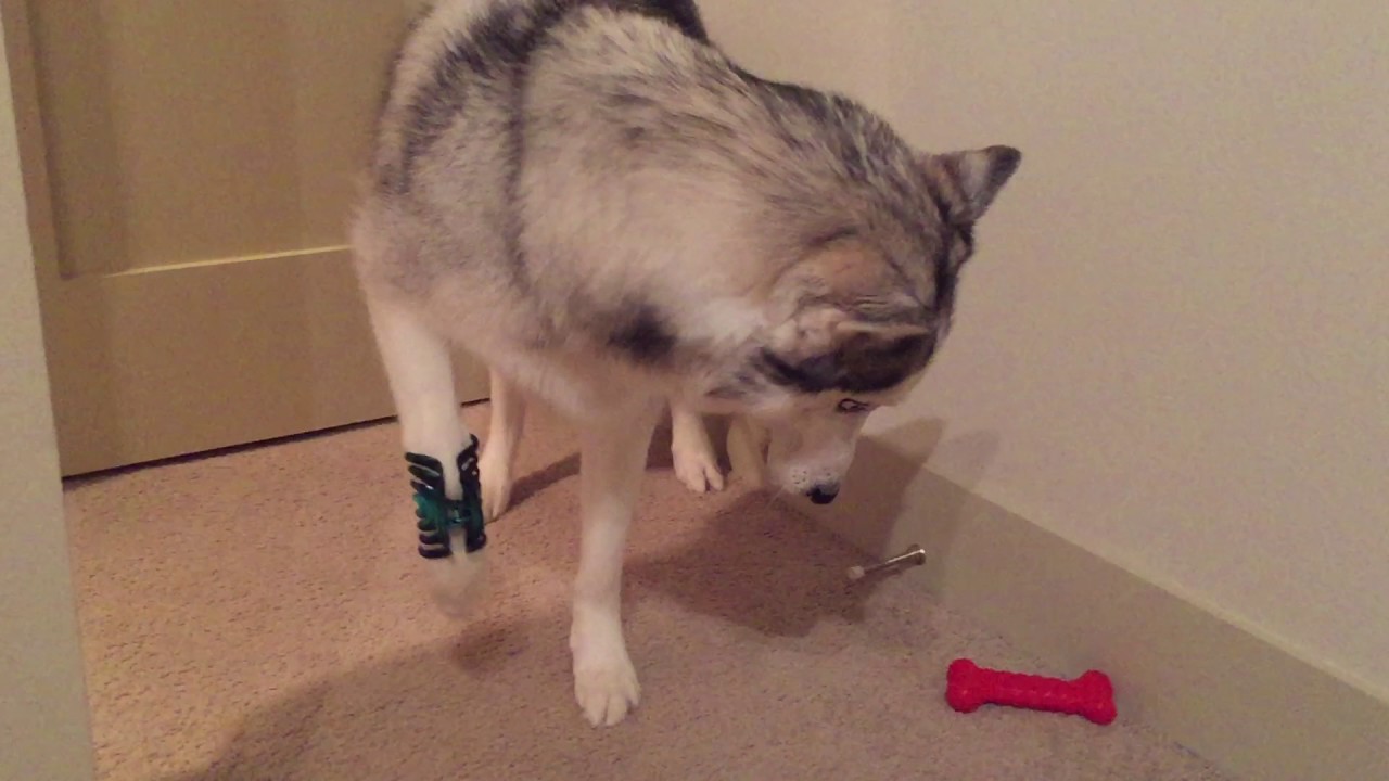Husky vs. Hair Clip Part 2
