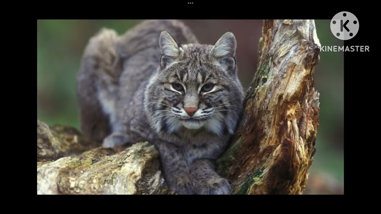 American animal sounds