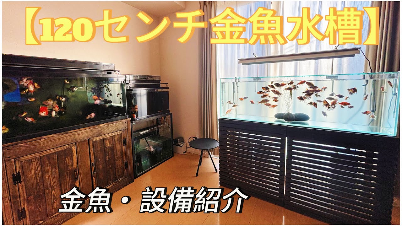 【金魚】120センチ導入！水槽の金魚・設備を紹介！