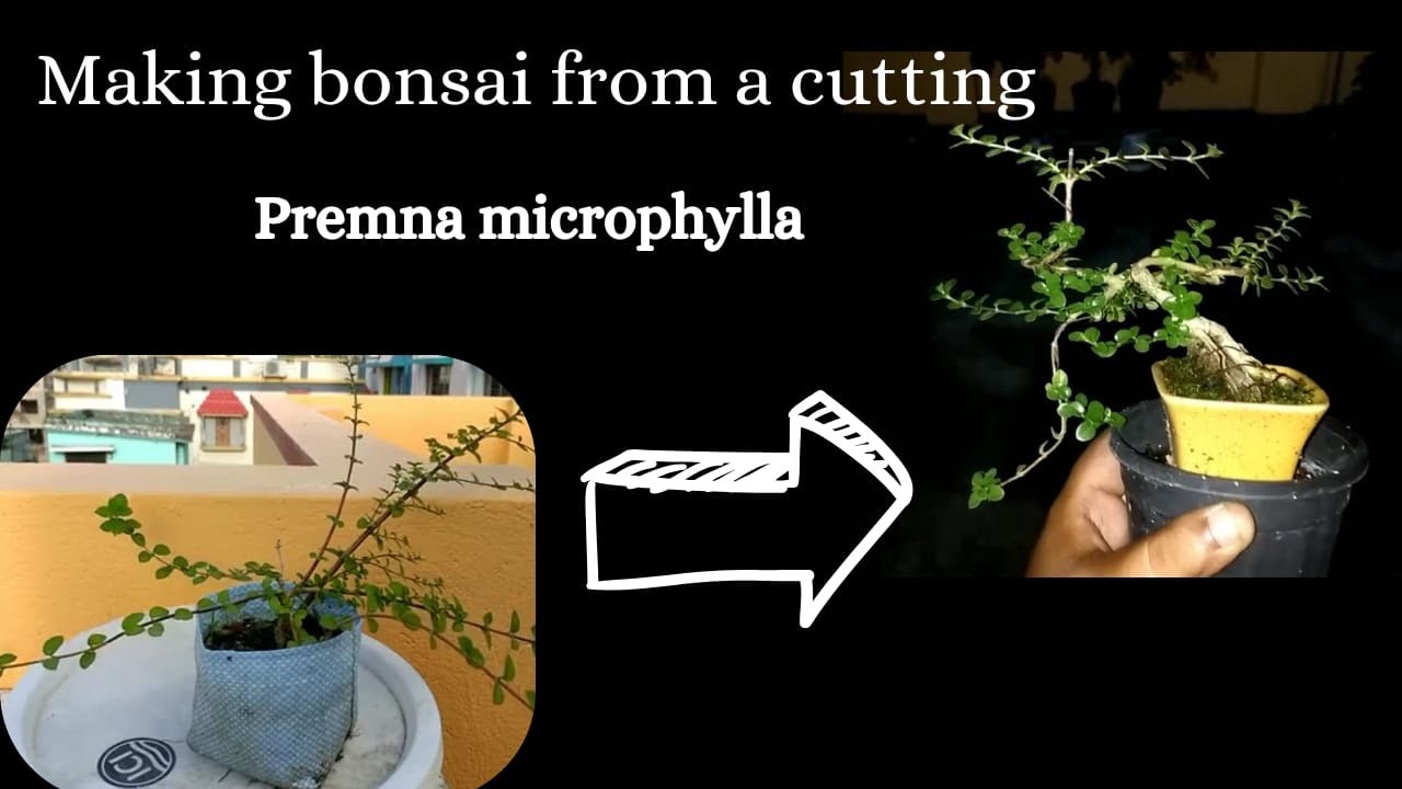 Making Bonsai from a cutting | Premna Microphylla