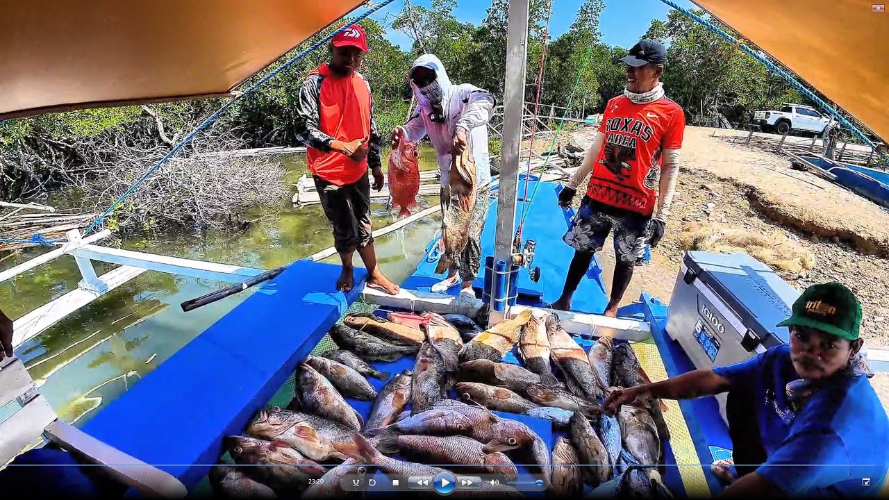 Wild Grouper Day! 100kgs Jigging Success!