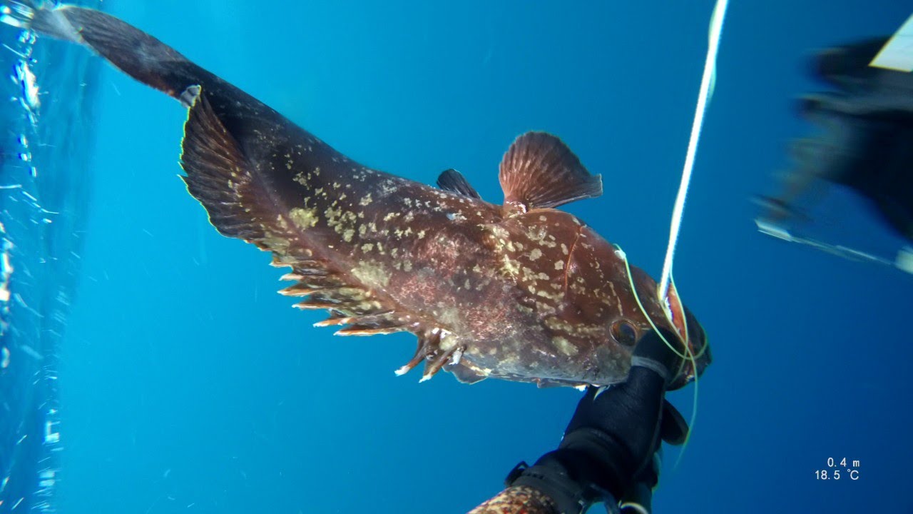 Spearfishing Tips & Lessons - You never know | Malta | SPEARFISHERZ | 4K