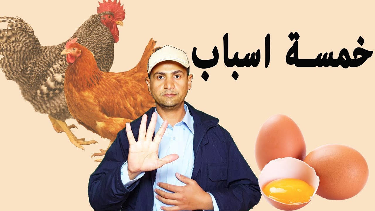 تمنع الدجاجة من وضع البيض