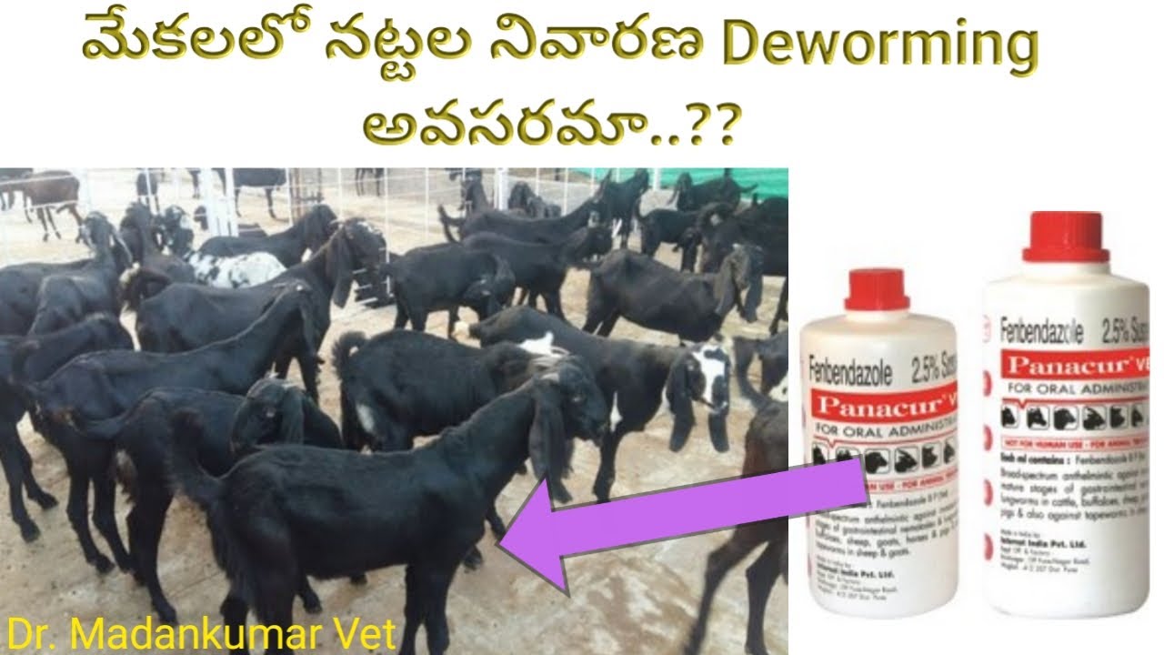 Part -1: Why Deworming in Goats and sheep Telugu | గొర్రెలు, మేకలలో నట్టల నివారణ ఎందుకు, అవసరమా?