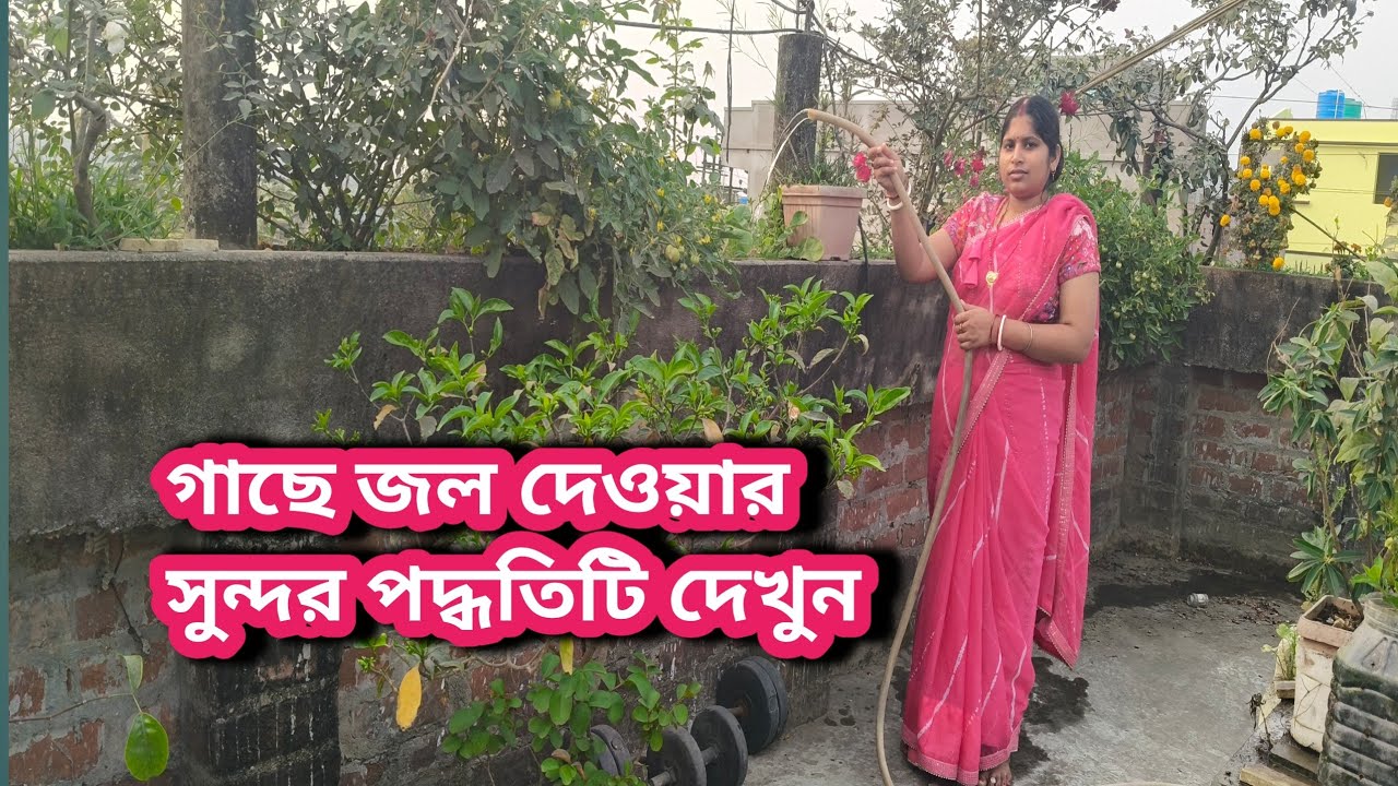 ছাদের উপরে গাছগুলির কিভাবে যত্ন নেয়া হচ্ছে দেখুন 🌳🏡
