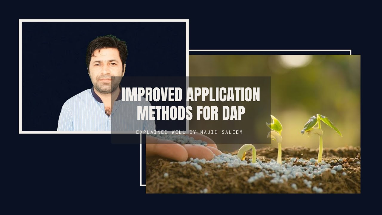 Improved Application Methods for DAP | Phosphatic Fertilizers | Majid Saleem | Agriculture Ideas