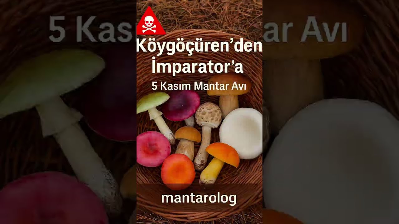 Kraliyet&rsquo;ten K&ouml;yg&ouml;&ccedil;&uuml;ren&rsquo;e: 5 Kasım Mantar Avında Doğanın Gizli Kralları!