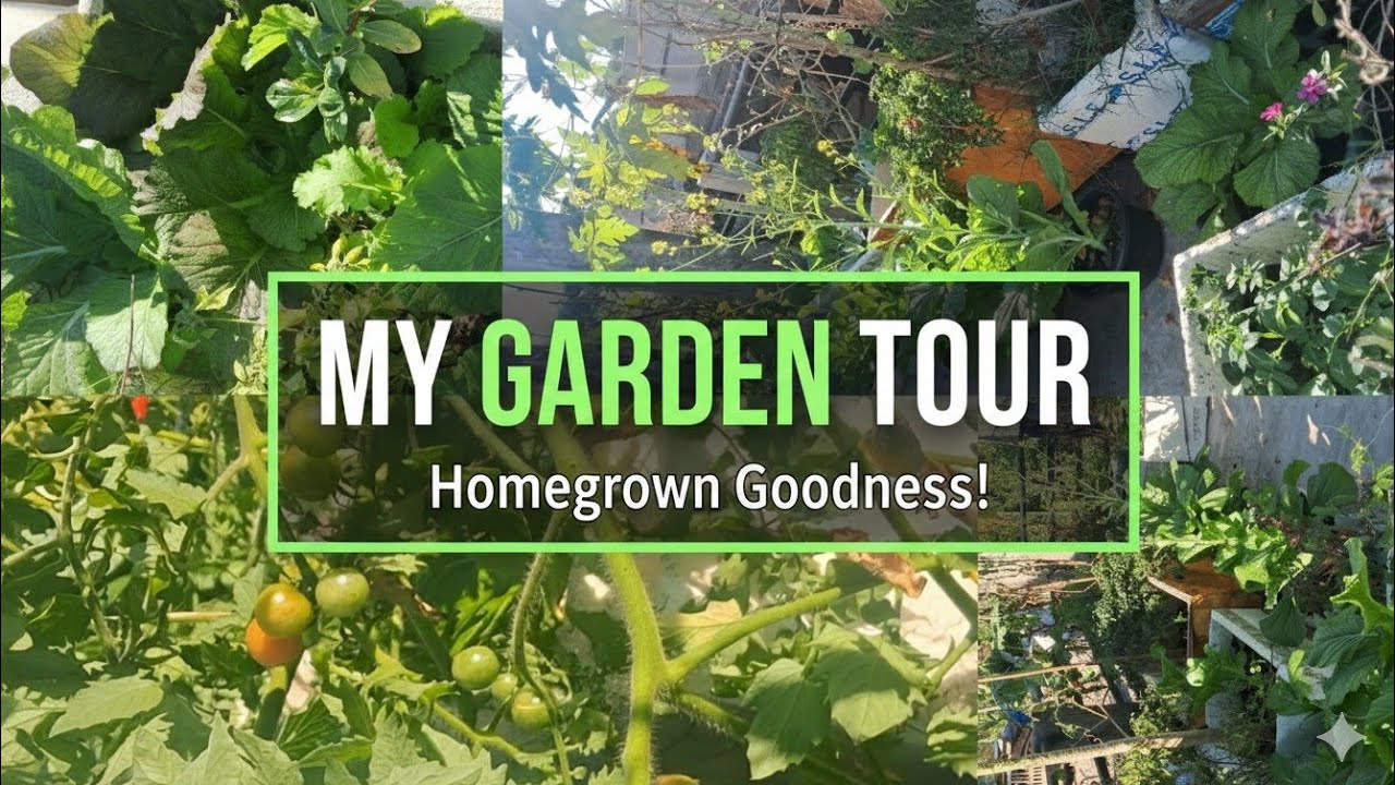 Small Garden on the Roof 🌿 |Rooftop Garden tour|Full Garden Tour#RooftopGarden#GardenTour#HomeGarden