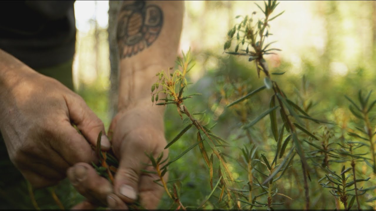 Collecting wild herbs, and brewing tea over the camp fire. Labrador tea.