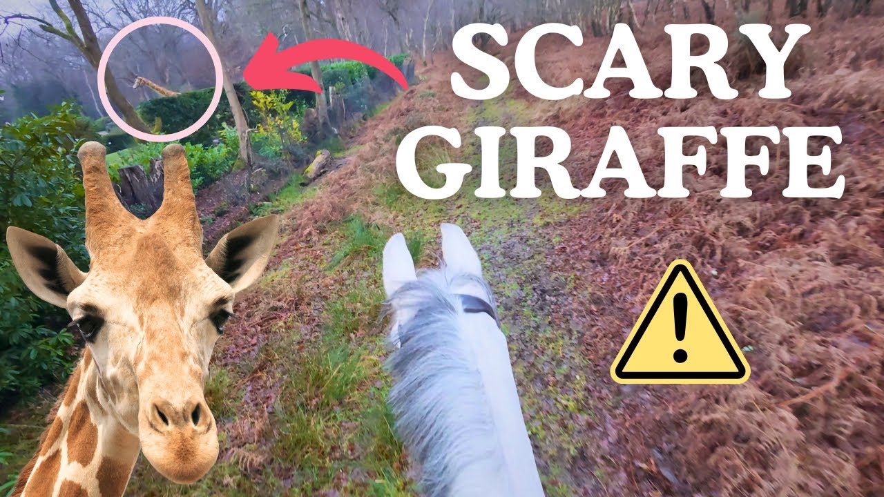 Когда жираф пугает вашу лошадь! 🐎😱 Вид от первого лица со шлема