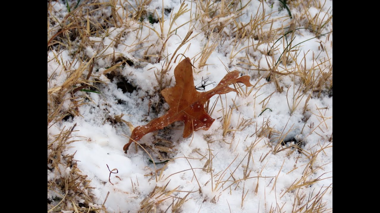 Slushy Snow 1-21-25 (pt2)