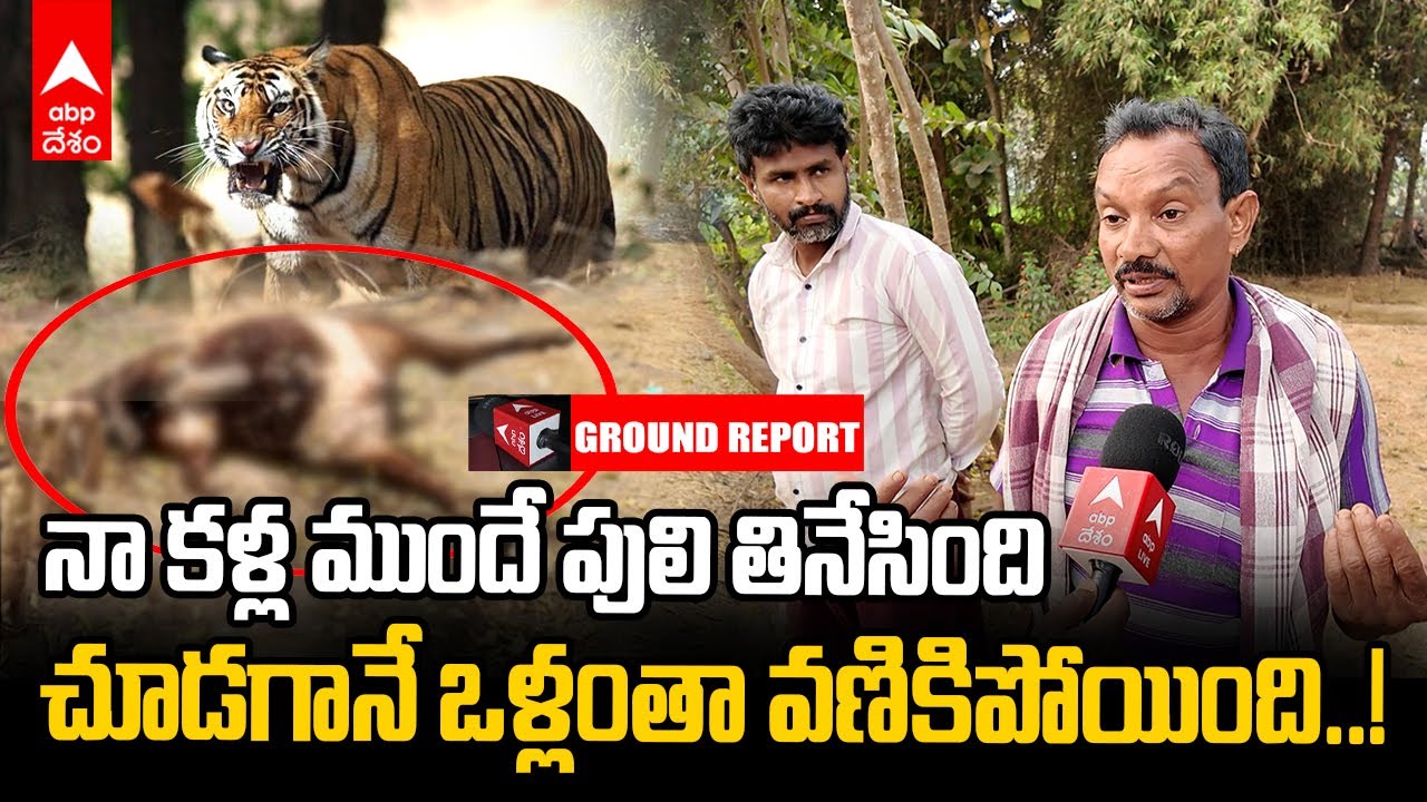 Tiger Hulchul at Torredu | పులి చేతిలో ప్రాణాలు కోల్పోయిన మూడు మూగజీవాలు | ABP Desam