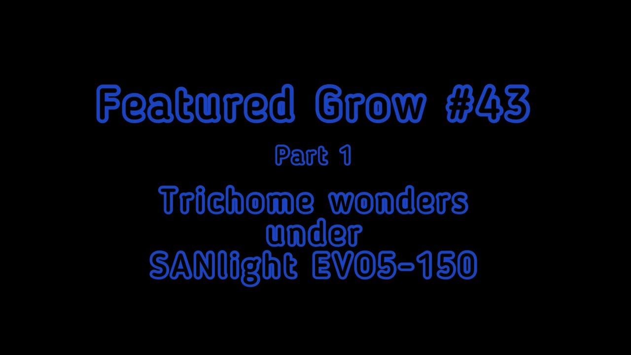 FEATURED GROW #43: PART 1: Week 5-6: Veg.: TRICHOME WONDERS under EVO5-150 LEDs from SANlight