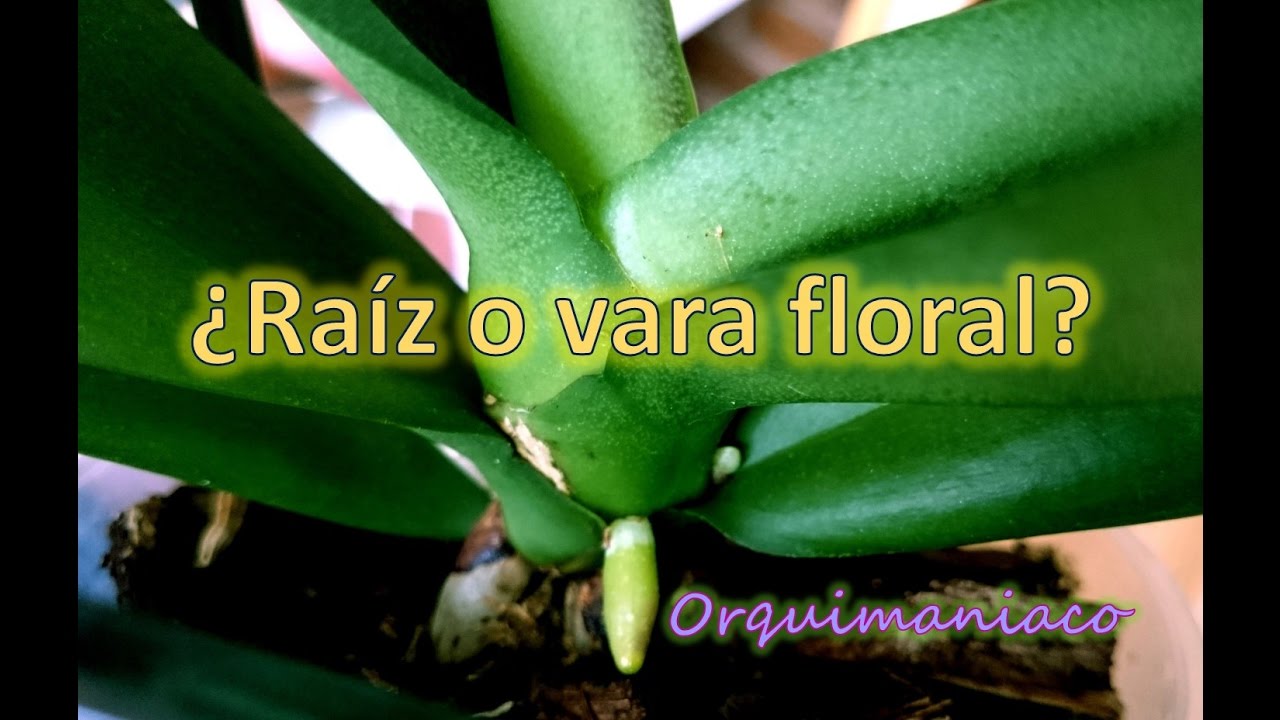 C&oacute;mo distinguir entre vara floral y ra&iacute;z en orqu&iacute;deas phalaenopsis