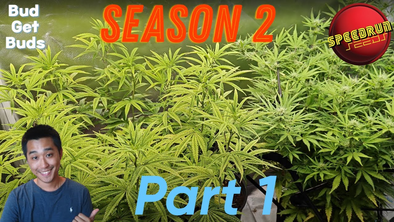 Seed to Harvest Season 2 Episode 1 (Y'all chose land race VS autoflower  VS photoperiod.) 4K HD