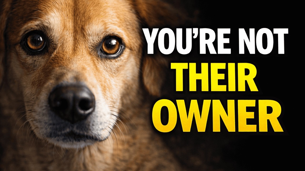 You Dog Doesn't Obey you, they do THIS instead