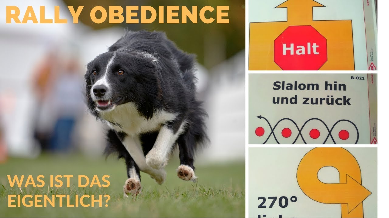 Was ist Rally Obedience? Hundesport für jedermann | Border Collie Hund