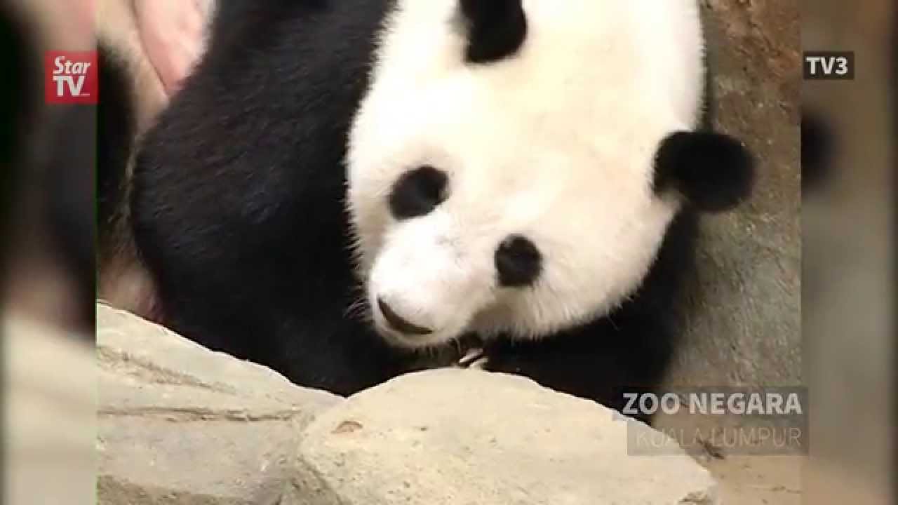 Malaysia's panda gives birth