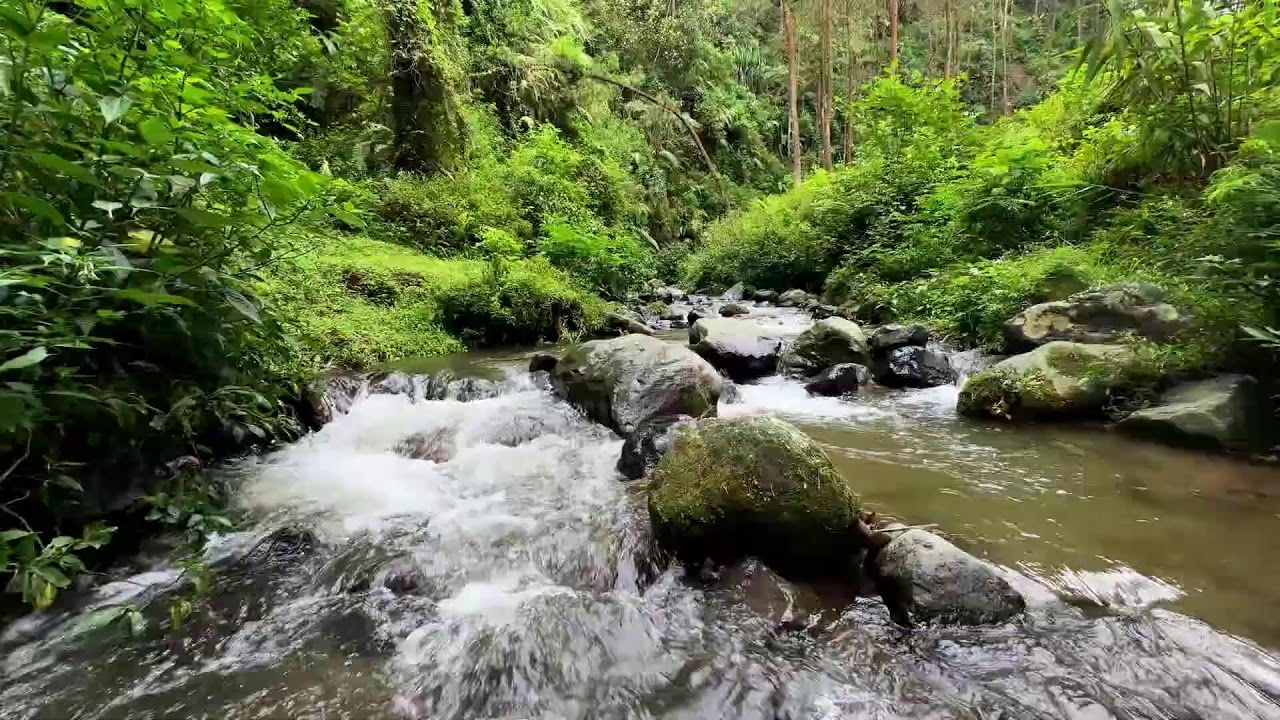 Gentle river relaxation by forest side helping breathing stay deep for better sleep