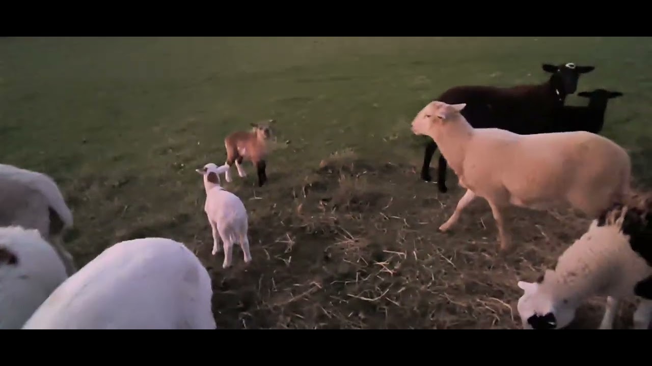 Neighbor's sheep visit Ava.