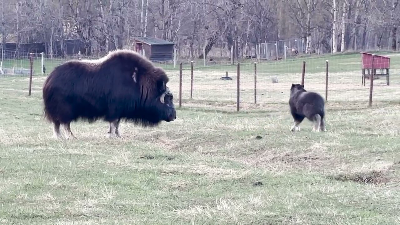 Baby Benny's OXSOME Day