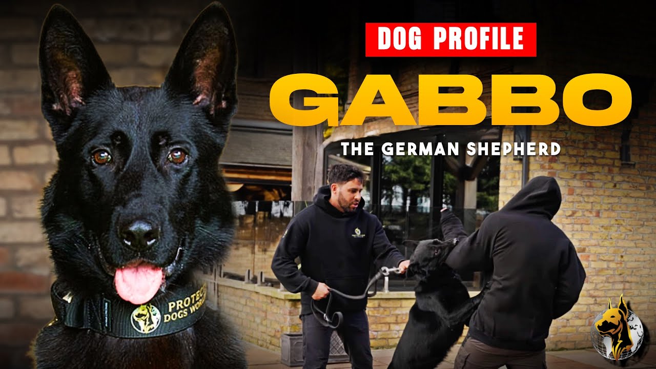 Gabbo The German Shepherd - Family Protection Dog