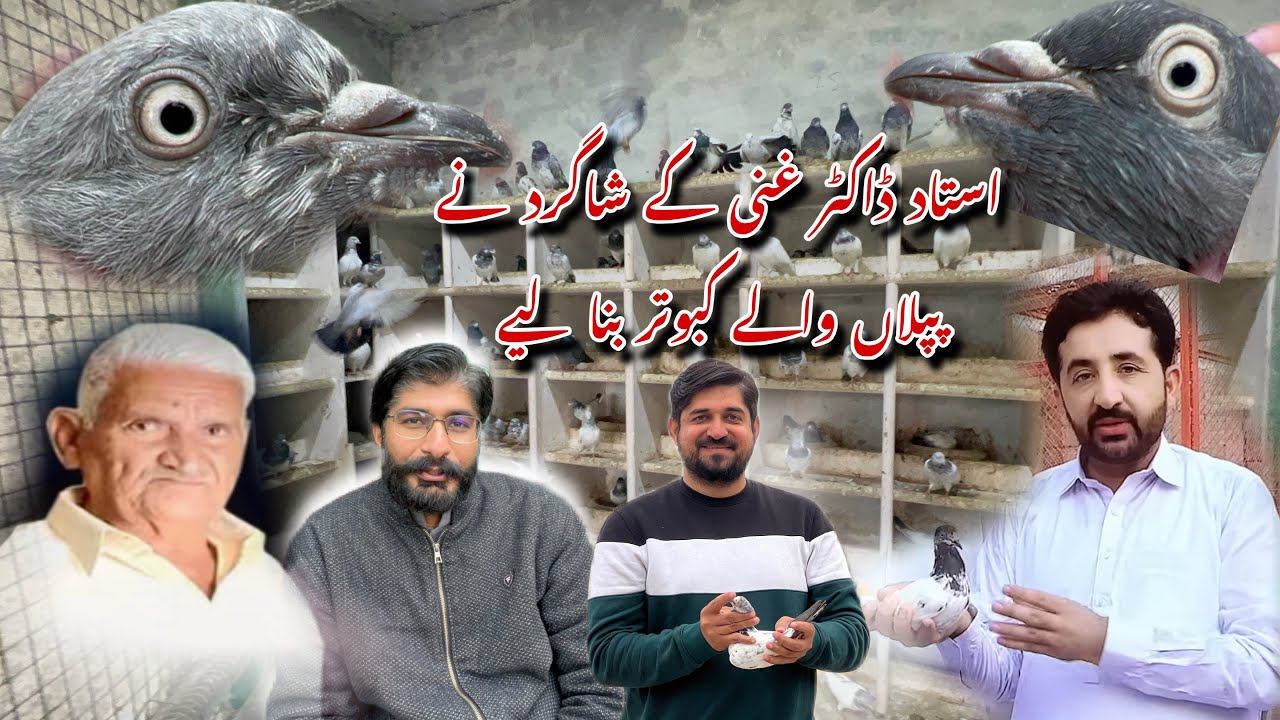 Ustad doctor Abdul Ghani k Shagird Ustad Ali travel agency waly k piplan waly kabotaro ka shok 😍