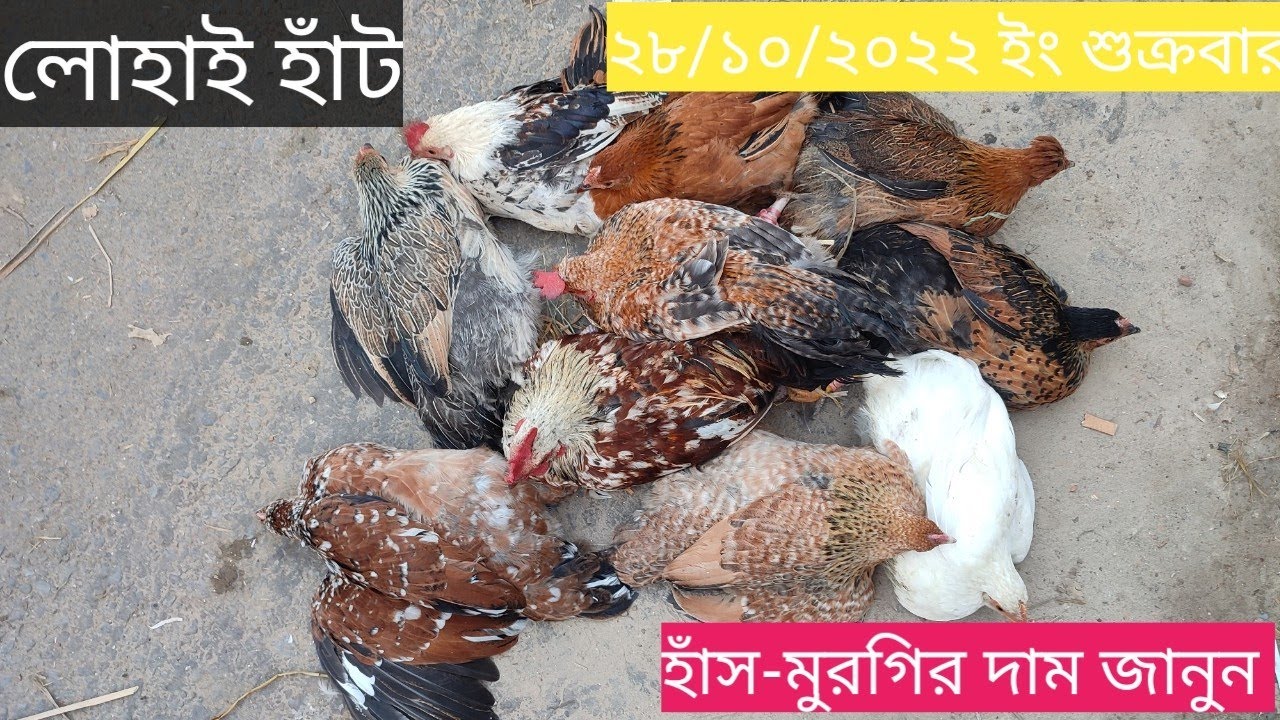 শ্রীপুর উপজেলার বিখ্যাত লোহাই হাঁট থেকে হাঁস-মুরগির দাম জানুন আজ ২৮/১০/২০২২ ইং শুক্রবার