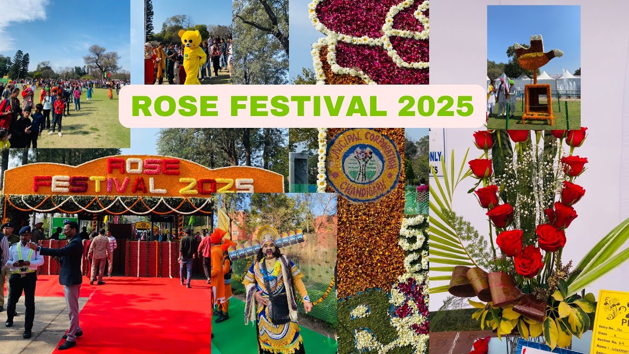 Chandigarh Rose Festival 2025 🌹😍 #chandigarh #rosefestival #chdlife