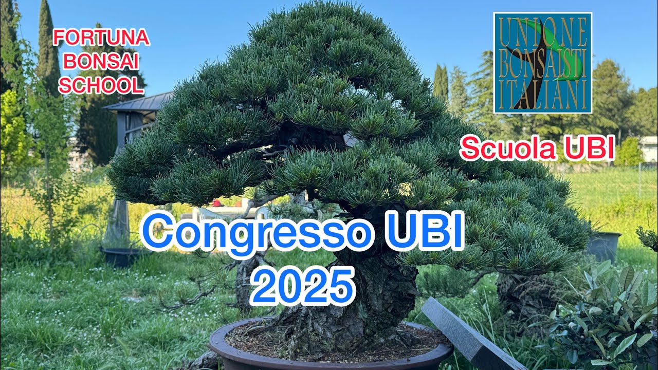 Congresso UBI bonsai 2025, prepariamo i bonsai