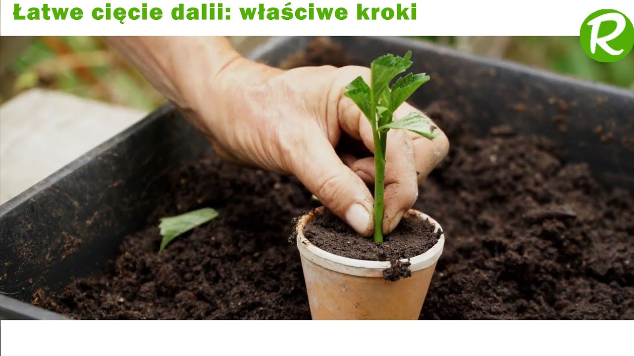 Łatwe cięcie dalii: właściwe kroki