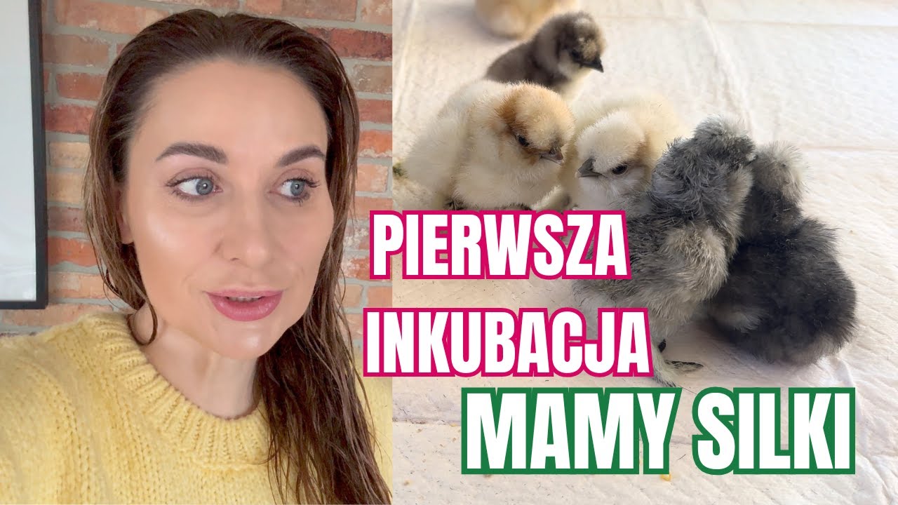 PIERWSZA INKUBACJA PISKLAK&Oacute;W KUR SILEK - VLOG Z INKUBACJI JAJEK