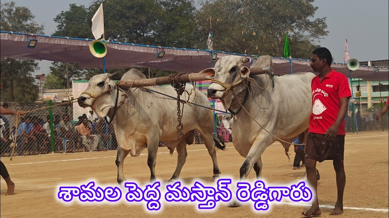 రెంటచింతల న్యూ కేటగిరి 3వ.శామల పెద్ద మస్తాన్ రెడ్డి ఇంకొల్లు బాపట్ల జిల్లా...