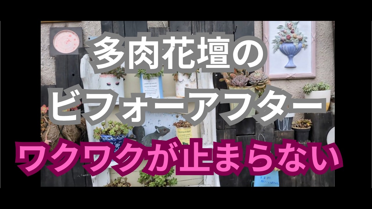 【vlog308多肉植物】2026、2春が待ちきれず多肉花壇ビフォーアフター！
