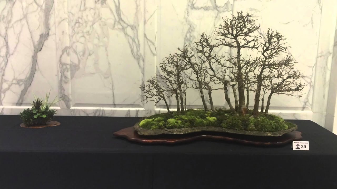 Winter Silhouette Bonsai Show 2015