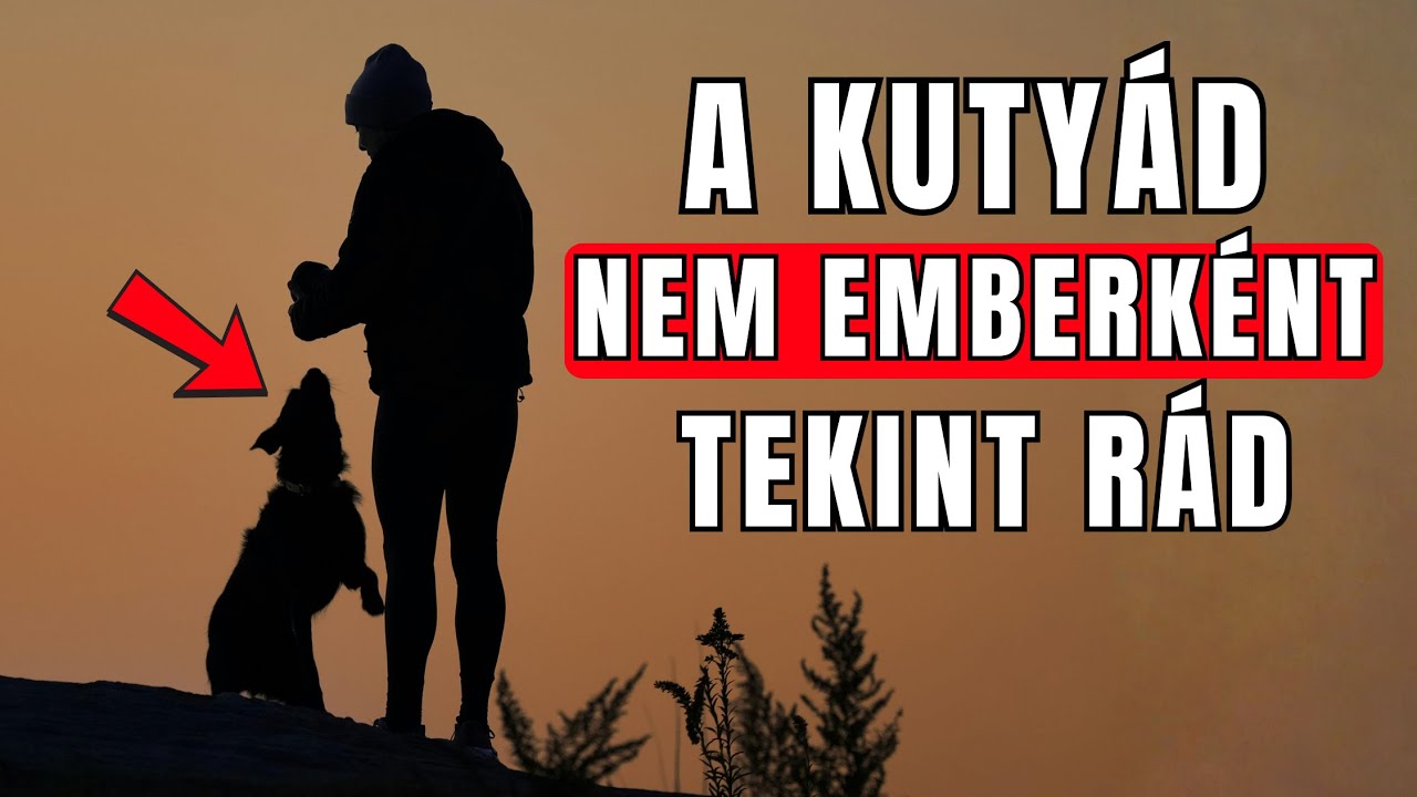 A Kutyád Nem Emberként Tekint Rád - Az Igazság Sokkoló