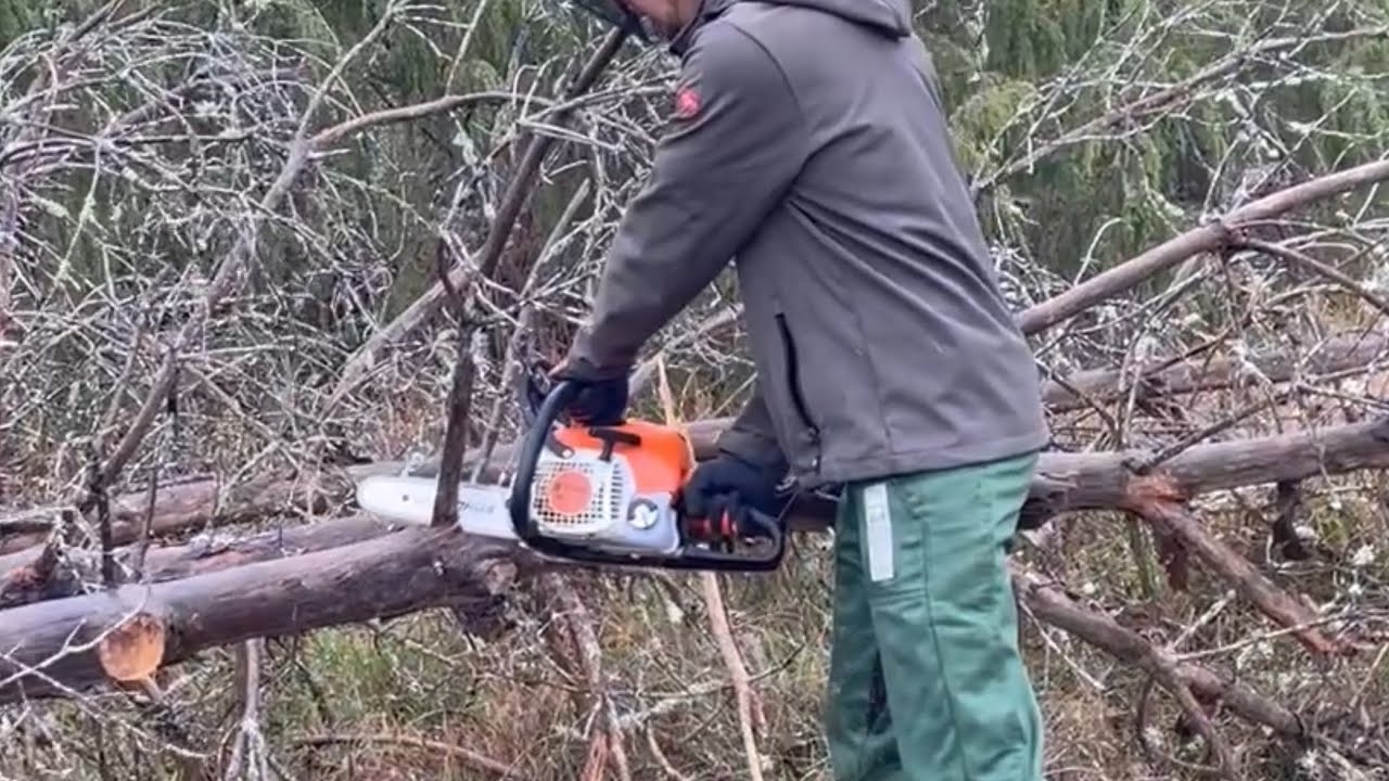 Naturschutz mit der Kettensäge - wir pflegen die Wachholderheide mit Schafen und Muskelkraft