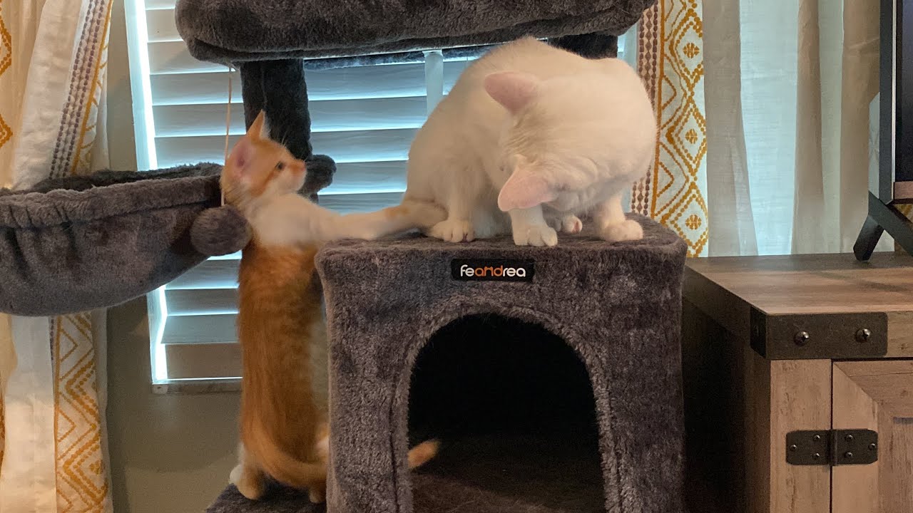 Cat Plays With New Kitten