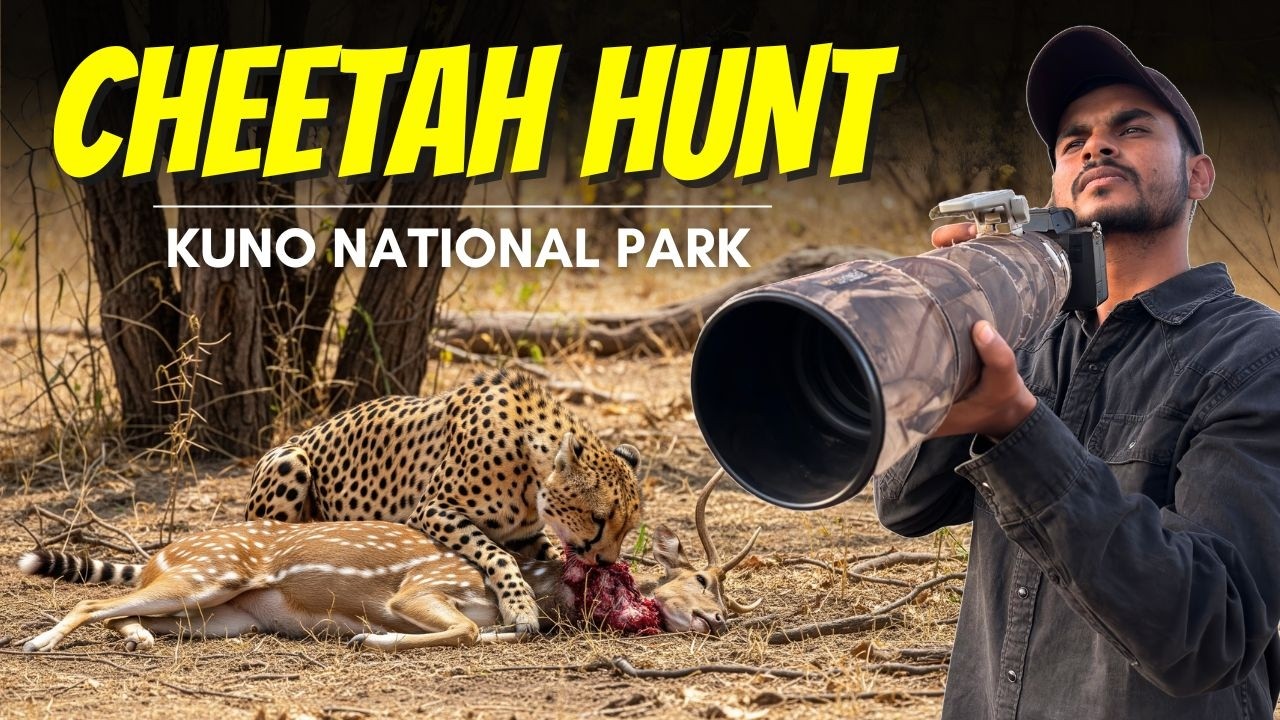 Thrilling Cheetah Hunt at Kuno National Park | Cheetahs vs Spotted Deer | Tiktoli Gate Safari | P2