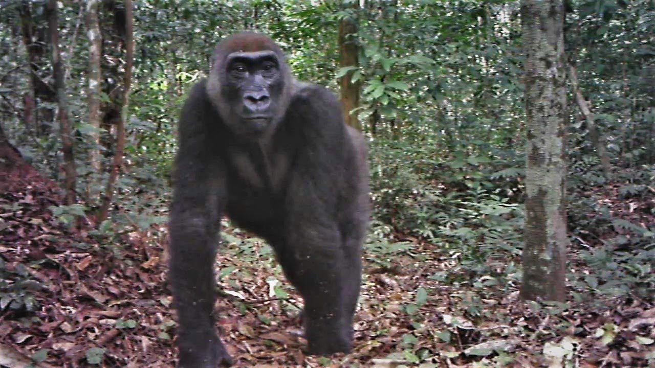 Gabon Its fauna seen by a camera trap What diversity!