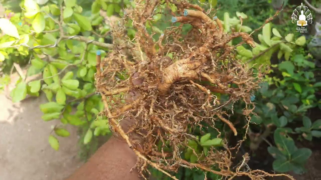 How to do root Pruning and Repotting a Barbados cherry Bonsai to Plastic Bonsai pot #sreebonsaizone