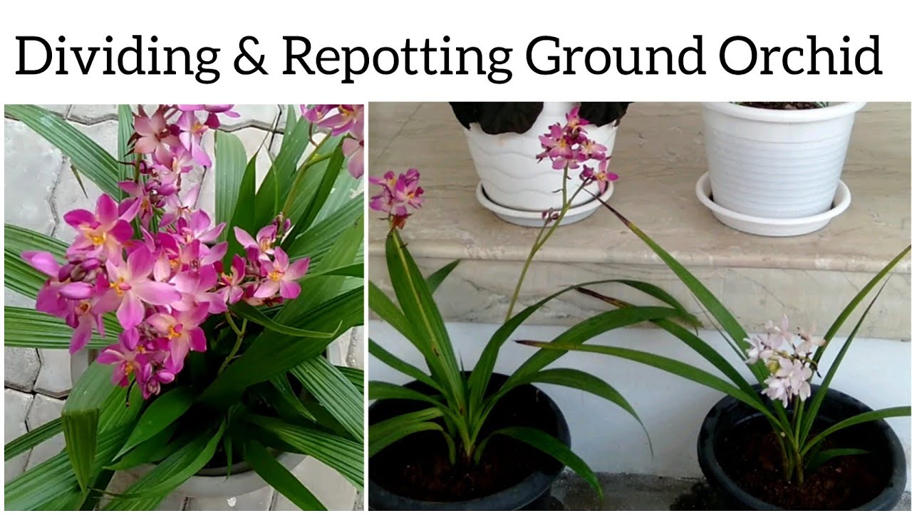 Dividing and Repotting Ground Orchid #groundorchid