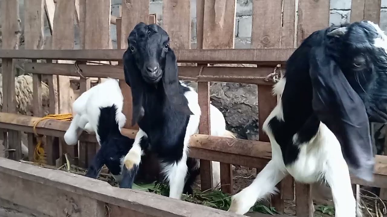 KAMBING JAWA RANDU MAKAN RUMPUT LIAR SANGAT DOKOJ