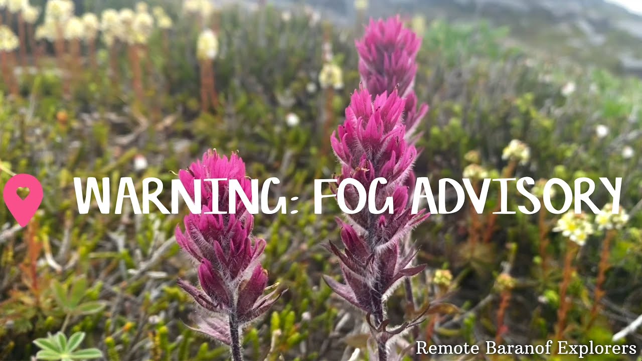 Warning: Fog Advisory