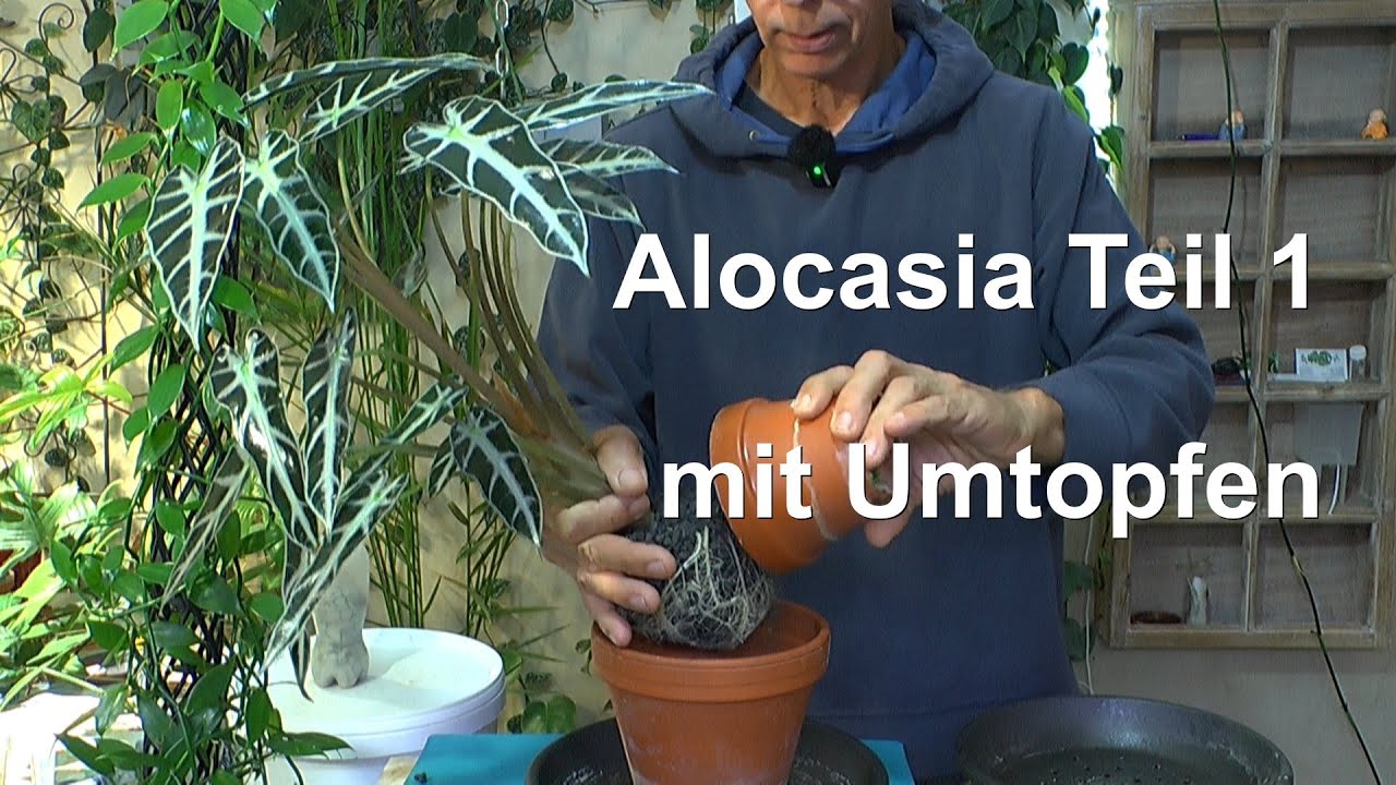 Alocasia umpflanzen und pflegen Besonderheiten mit den Alocasien Teil 1