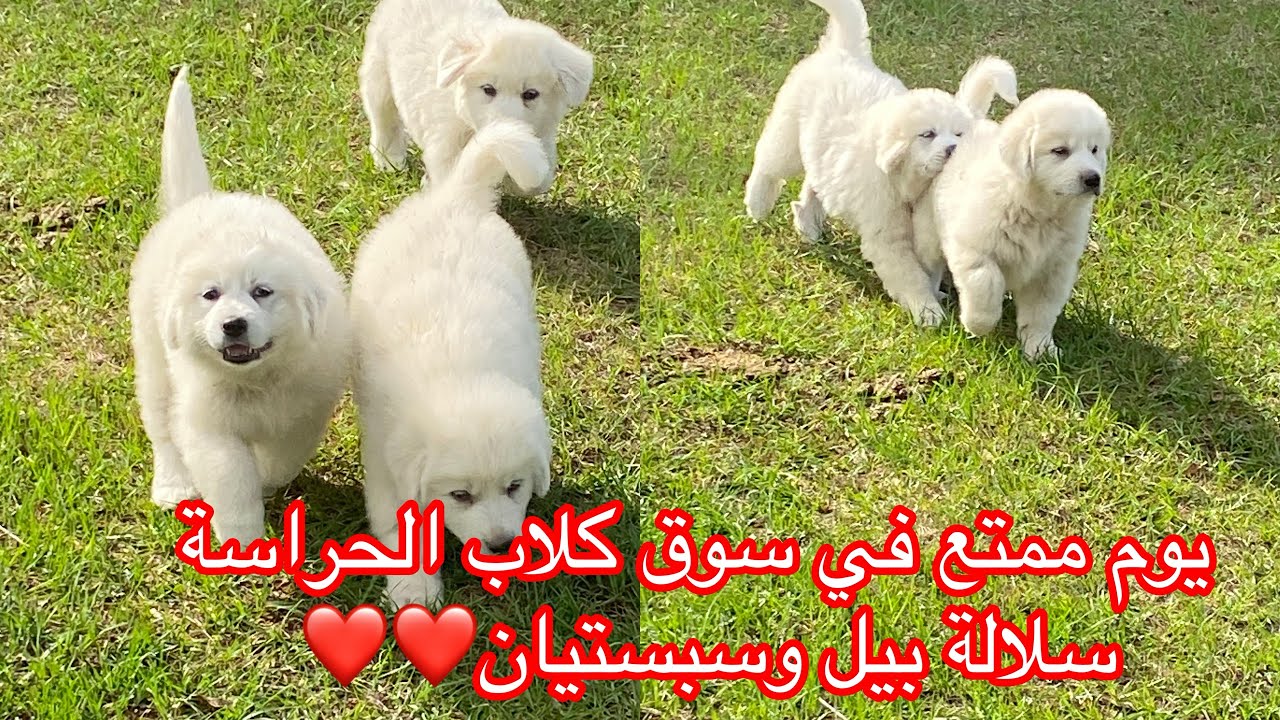 أجواء مزاد سوق كلاب الحراسة سلالة بيل وسبستيانGreat Pyrenees في أمريكا 🇺🇸 😱