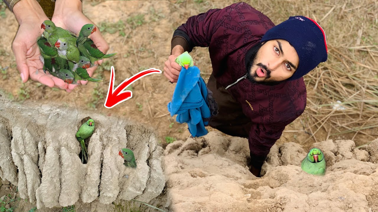 Boht Ziada Green parrots Or un k bachy hath lg gye 🦜🥳