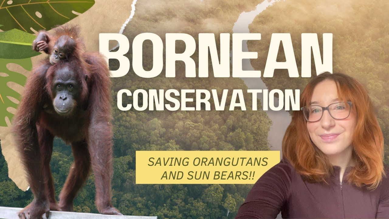 Inside Borneo&rsquo;s Orangutan & Sun Bear Rehab Centers | Conservation in Action